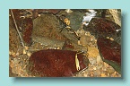 Raro crayfish_02